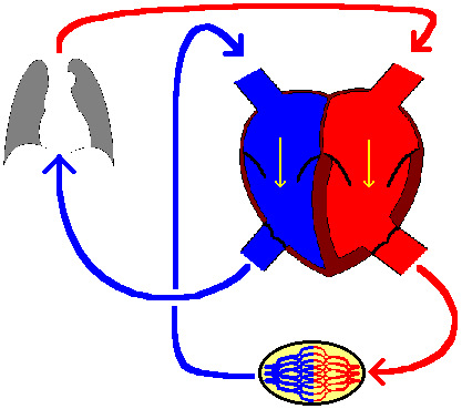 動く血液循環
