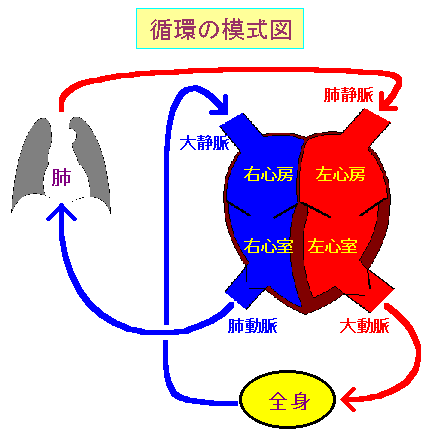 循環の模式図