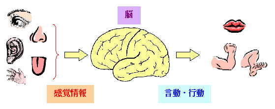 情報処理の図：脳