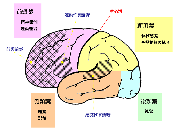 大脳機能局在の図