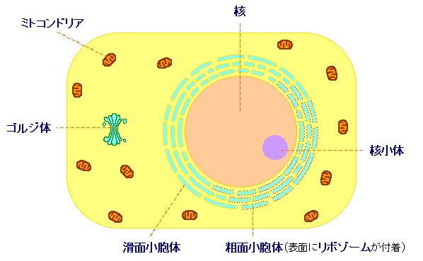 細胞の図